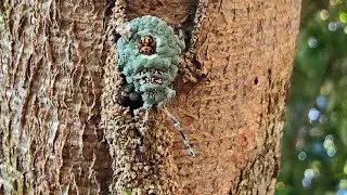 Algunos tips, consejos para tomar videos de insectos.