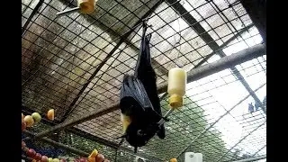 Blind bat in the aviary:  retrieving Ray