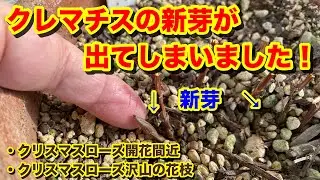 Flower842 バルコニー&ガーデン 今週の変化はそれぞれのクリスマスローズのぞくぞく花芽から蕾が顔を出してます、バルコニーの薔薇の冬剪定後、ミニ薔薇の冬剪定後、ヒロコガーデンの薔薇の開花の様子