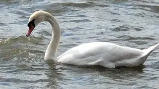 Swans on Waves