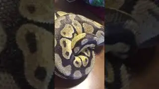 Update:  ball python with scale rot has been cleared