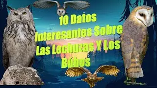 10 Datos Interesantes Sobre Las Lechuzas Y Los Búhos