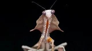 Alien Like Bugs - Bugs That Look Like They Belong On Another Planet |