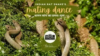 Rare Video of Indian Rat Snake / Dhaman Mating at Dharamshala, Himachal Pradesh