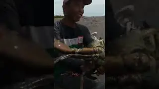 Amazing skill of catching giant crab