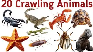 20 Crawling Animals Name With Picture | 20 रेंगने वाले जीव बच्चों के लिए | 🦂🦂🐛🐛