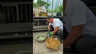 Living a peaceful life like this raising chickens and growing vegetables