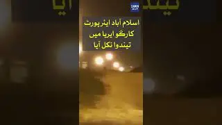 Leopard Spotted at Islamabad Airport | Dawn News #Shorts