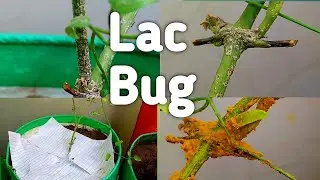What is lac Bug ? How to remove lac bug our plant | लैक बग को पौधे से कैसे हटाये