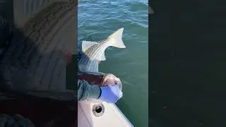 40lb striped bass release #stripedbass #striper #njstriper #fishing #winter #december