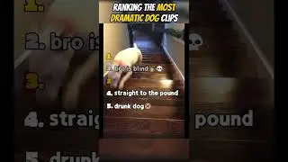 Ranking The Most Dramatic Dog Moments