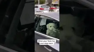 Tesla is pet friendly!😍