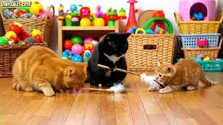 UNO, UNU & UNI The Cat House Mayhem