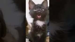 pet goat and cat, dog😂 #cute #ytshorts #shorts #trending #pets #funny #cat #goat #dog #animals