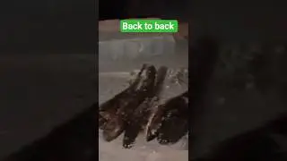 Full video Amazing click below #snakeheadfishing #fishingvideo #murrelfishing #biggestfishing