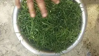 Khesari ka saag banane ka shi tarika /खेसारी का साग बनाने का सही तरीका /how to make Khesari ka saag