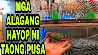 BAHAY NI TAONG PUSA, PINASOK KO!