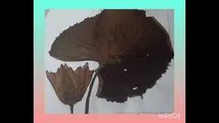 Herbarium( Plants preservation method) New video☘️