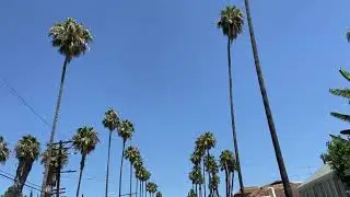 Random Palm Trees in the street