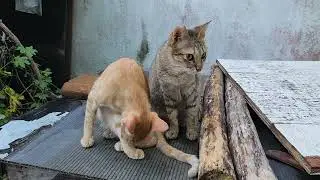 What My Hungry Cats Do After Eating