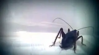 I screamed like a little girl! WARNING: PARKTOWN PRAWN imag