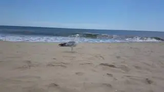 Ditch Plains Beach New York,  Seagal