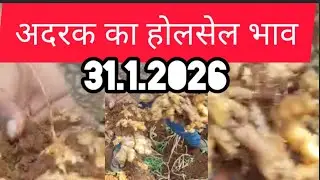 31 January 2026 अदरक का होलसेल भाव, Ginger price today,adrak bajar bhav