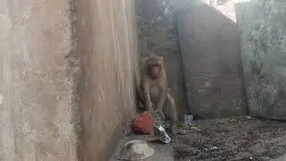 funny monkey 2018/ funny monkey video/बंदर का जोरदार वीडियो