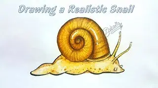 Drawing a realistic snail in minutes!