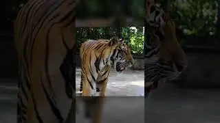 Tiger Rescued From A Zoo Now Clings To His Favorite Giant Red Ball | The Dodo