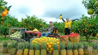 Harvest: Oranges, White Eggplant,Pineapple, Red Plum To Sell At The Market, Cook With Them,Farm Life