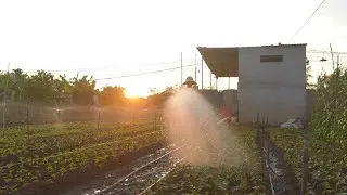 Perilla ( Shiso)- How to Grow Perilla, Harvest Perilla (Shiso)- L&aacute; T&iacute;a T&ocirc;, c&aacute;ch trồng rau T&iacute;a T&ocirc;
