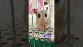 Cara Efektif Menjinakkan Sugar Glider untuk Pemula
