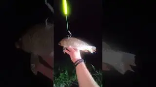 Using Live Bass, Carp and Bluegill Catfishing the Kansas River #fishing #catfish #catfishing
