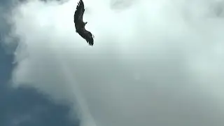 Vulture attack