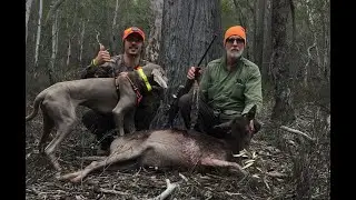Weimaraner Deer Dog Pointer, Training and Troubles, State Forest Hunting