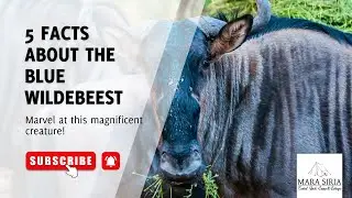 5 Blue Wildebeest Facts
