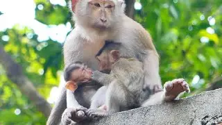 So sweet Mother Monkey Brandy with little Monkey Bella
