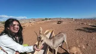 Dağ Ceylanlarını Ellerimizle Besledik