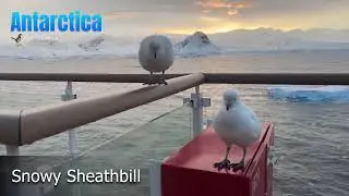 Antarctica with Rockjumper!