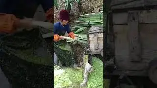 Village Field ASMR🌾| Woman Threshing Leaves Using Machine | Satisfying Farming Sounds #farmequipment