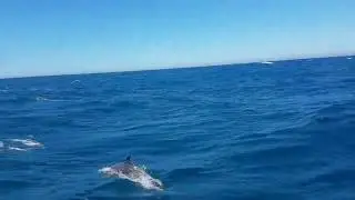 Sailing with Black Pearl of Sweden - sailing from Spain to Portugal the second time this summer..
