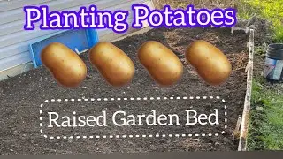 Planting Potatoes in a Raised Garden Bed  #potato  #raisedbeds #backyardgardening #newfoundland