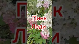 Гортензия Пинк Леди- королева моего цветника 🌺👍🥰 #дачныесоветыоттетинади #гортензияметельчатая
