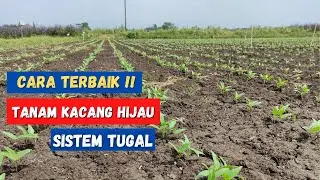 Cara menanam kacang hijau sistem tugal || Budidaya kacang hijau