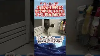 【FIP・猫伝染性腹膜炎】やっぱりダメか！？水遊びしましょ〜【#fip#猫伝染性腹膜炎#腹水#黄疸#mutian#未認可薬#catshorts#猫YouTube#経過観察子猫#ねこ#入浴子猫君】