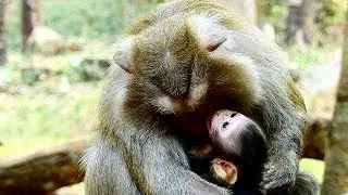 STOP STOP Ma Ma, Pity Newborn Baby Baron Hurt hair, Grandma Teresa Make Mistake Do Baby Baron Cry.