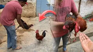 Mandi se zabardast Desi Murge khareed liya 😍