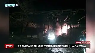 12 animale au murit intr un incendiu, la Cajvana
