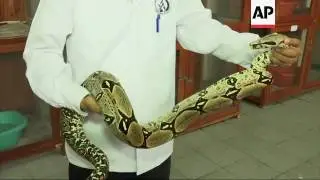 Per&uacute; abre peque&ntilde;o museo con 57 v&iacute;boras venenosas vivas